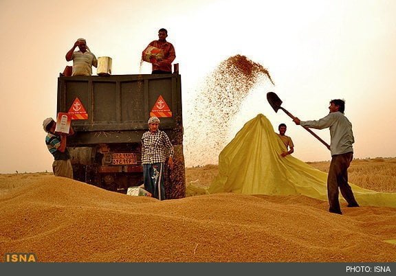 رانتخواران از پایین بودن قیمت گندم منتفع میشوند