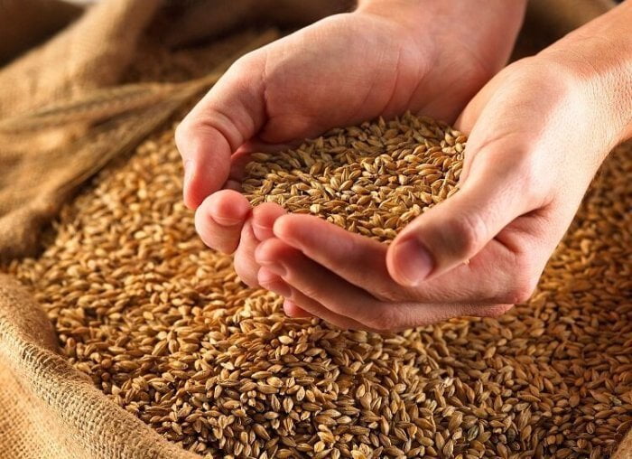 استان مرکزی جهش هشت برابری در تولید هسته های اولیه بذری غلات دیم استان مرکزی