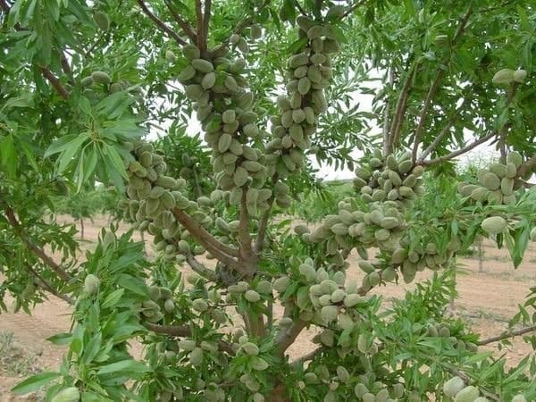 کاشت