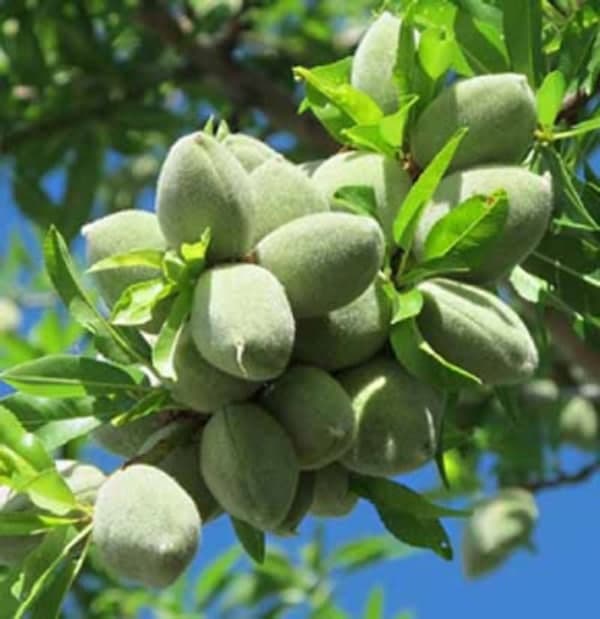 کاشت