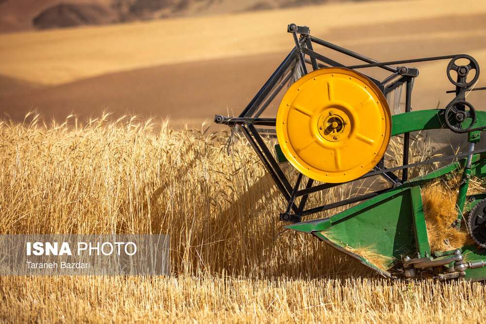 خرید تضمینی گندم از ۱۰ میلیون و ۳۰۰ هزار تن گذشت