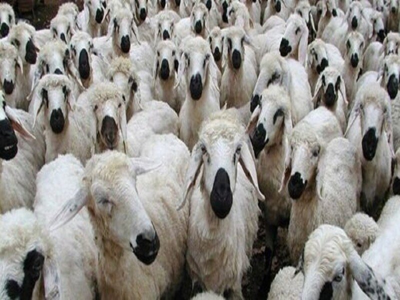 انعقاد قرارداد تأمین علوفه ۵٠ هزار راس دام در قالب طرح تولید قراردادی گوشت