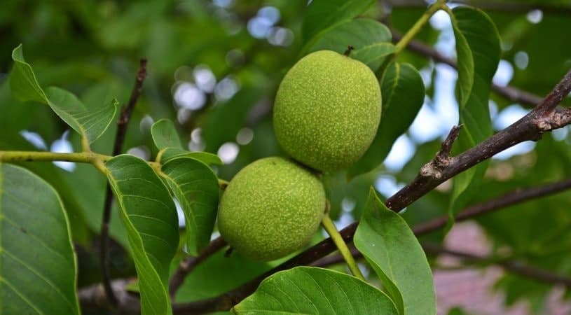 عمومی