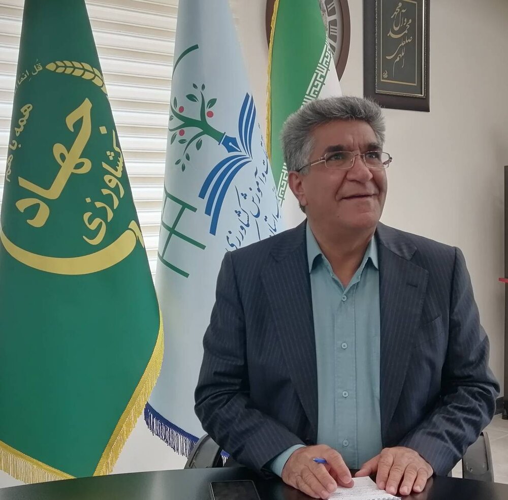بهار عملکرد سطح زیرکشت خوشه‌های طلایی در جنوب کرمان نزدیک است/ هدف‌گذاری ۵ تن در هکتار