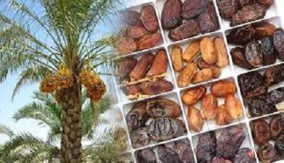 فناوری‌های نوین و زنجیره ارزش، راهبرد توسعه صنعت خرمای خوزستان